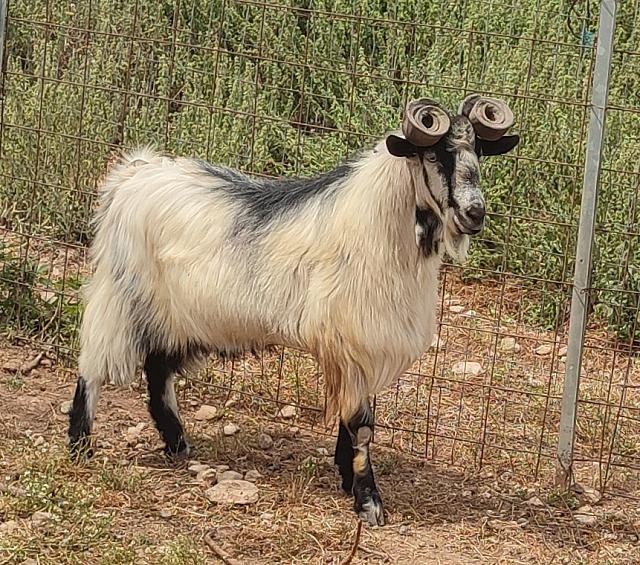 ουλόκερος