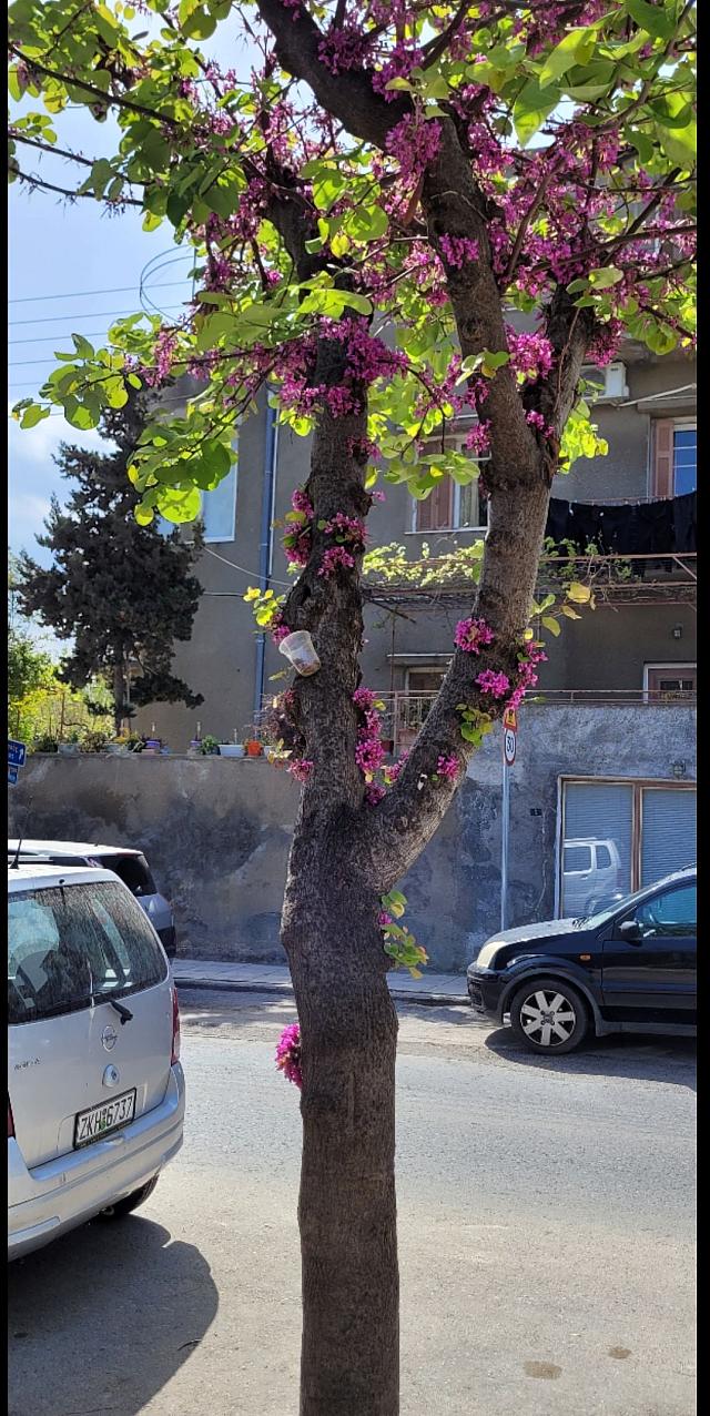 Κουτσουπιές