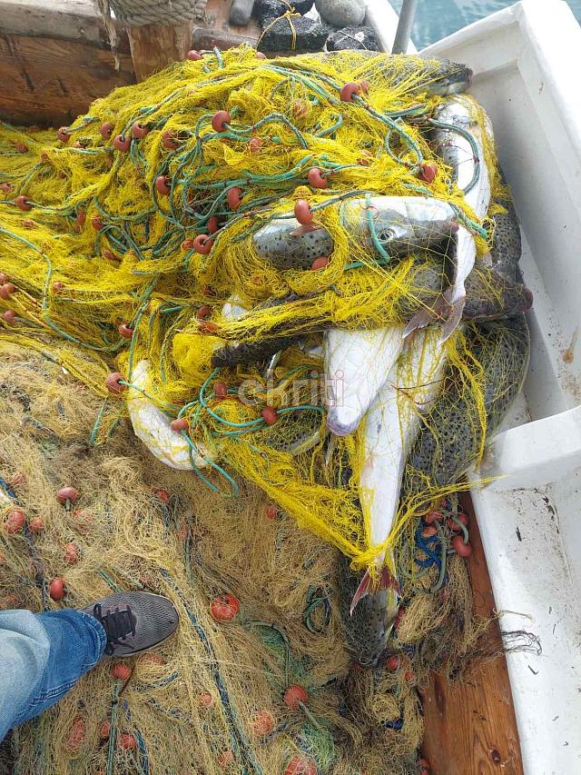 Λαγόψαρα