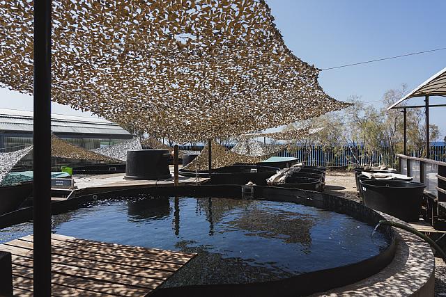 ΓΙΟΡΤΗ ΧΕΛΩΝΑς