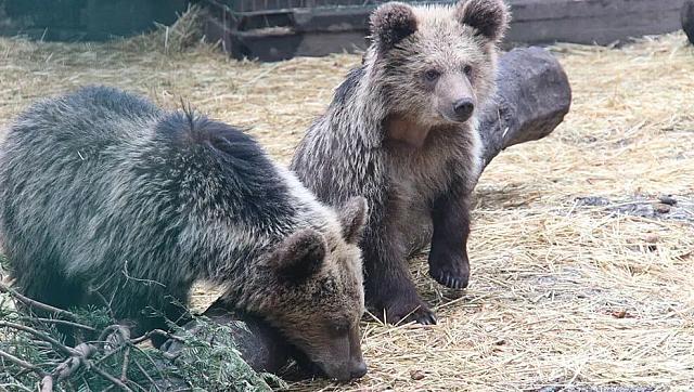 αρκουδάκια