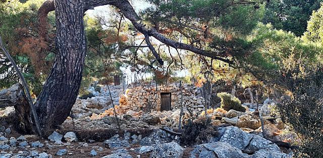 δασος κρουστα