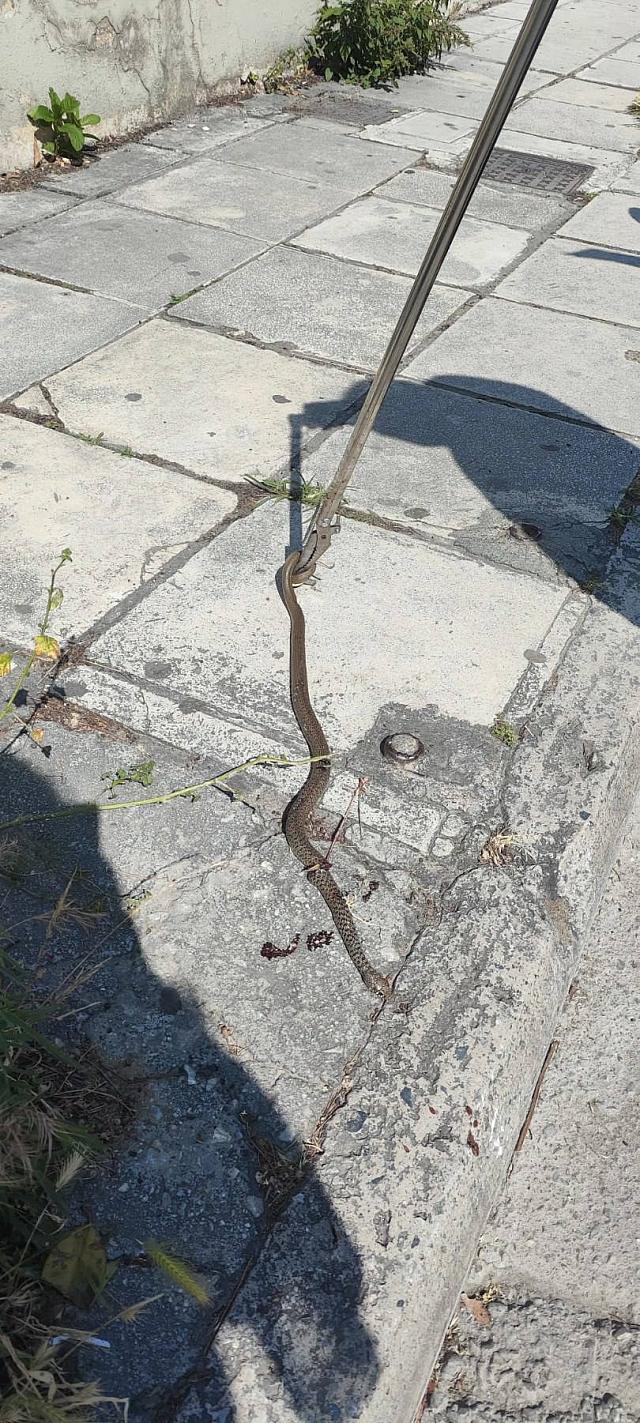 φιδι σε αμαξι