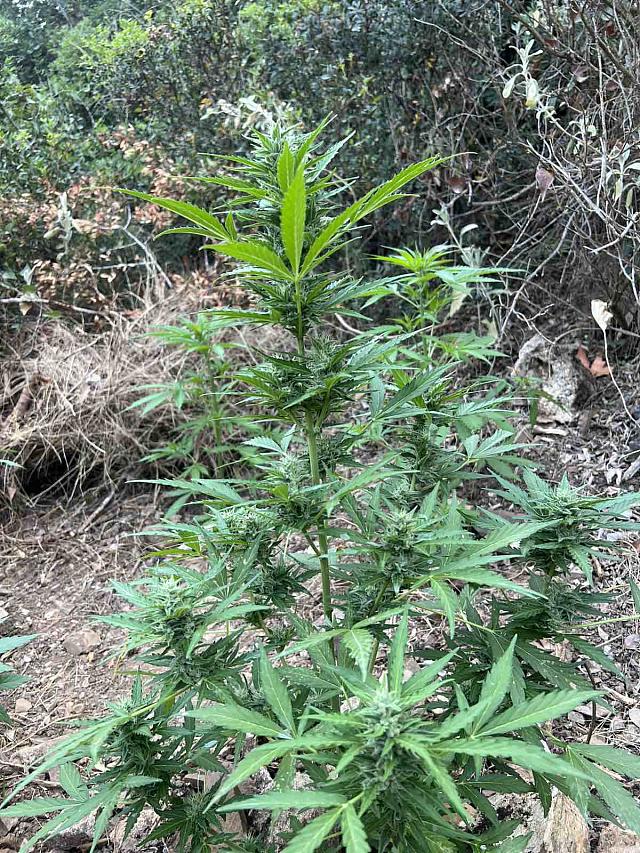 φυτεία ρέθυμνο