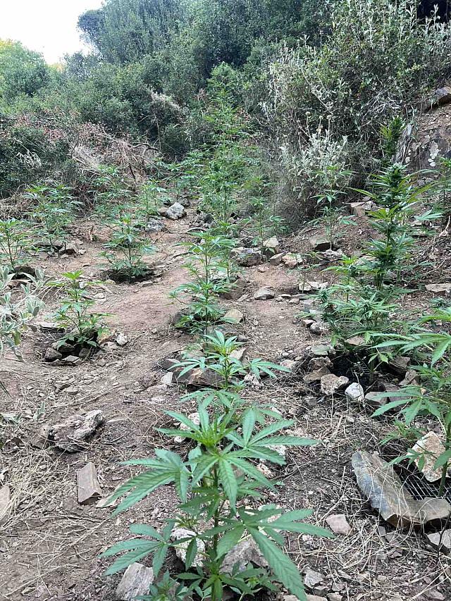 φυτεία ρέθυμνο