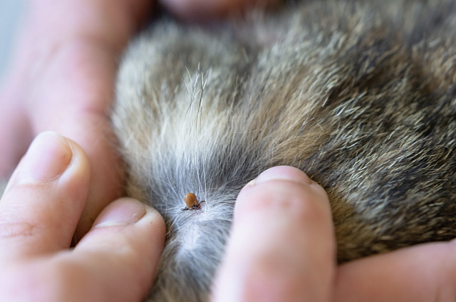 τσιμπούρια, ζώα, καλοκαίρι