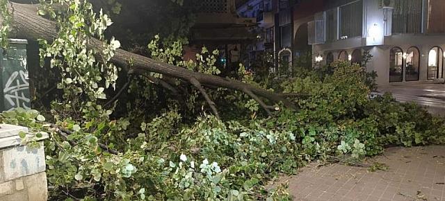 σπασμενο δεντρο