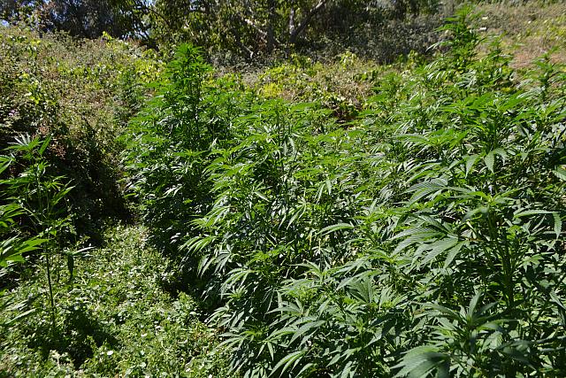 χασισόδεντρα ηράκλειο