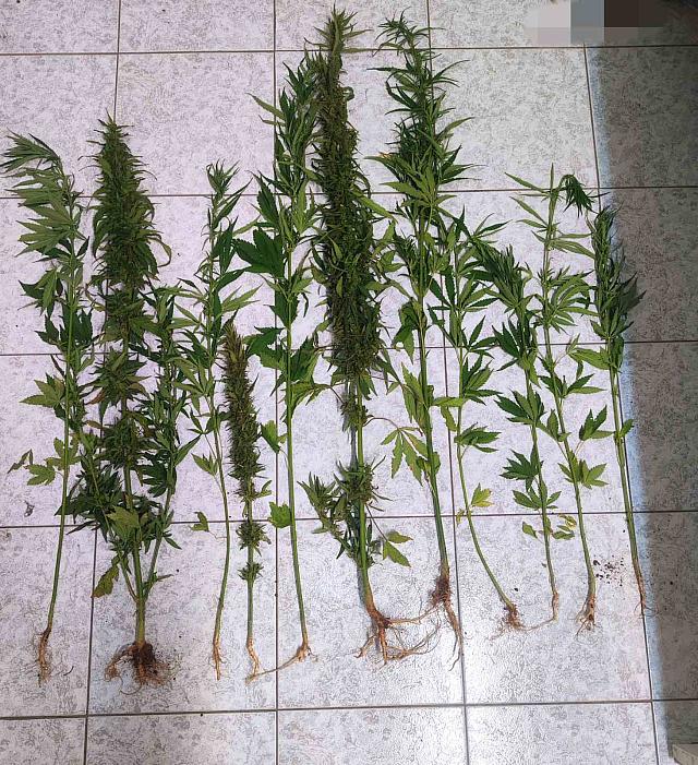 δενδρύλλια