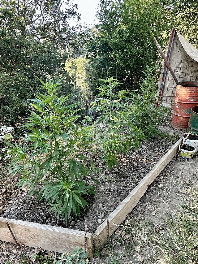 ρέθυμνο δενδρύλλια