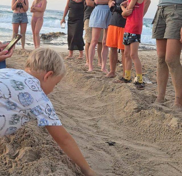 καρετα - καρετα φωλιες