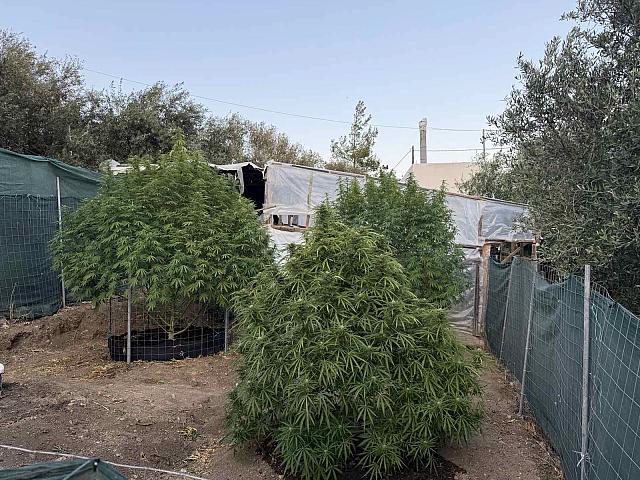 κάνναβη ιεράπετρα