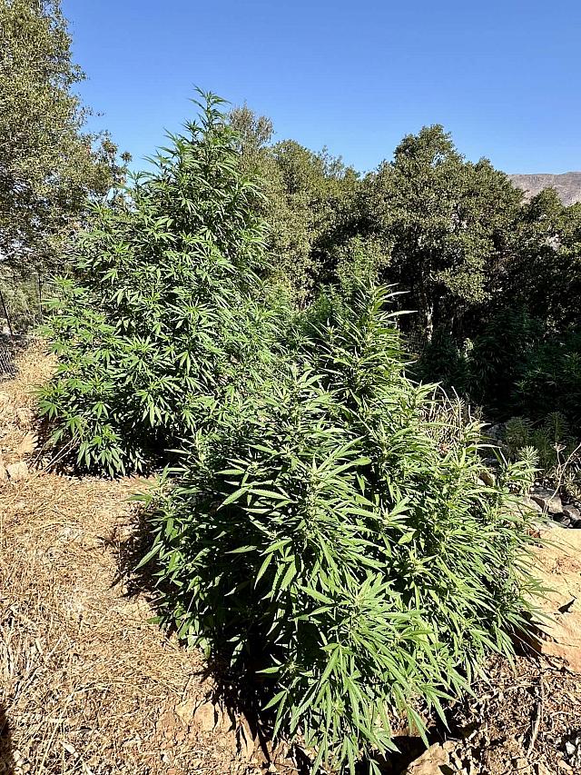 αστυνομική επιχείρηση