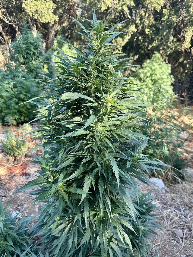 αστυνομική επιχείρηση