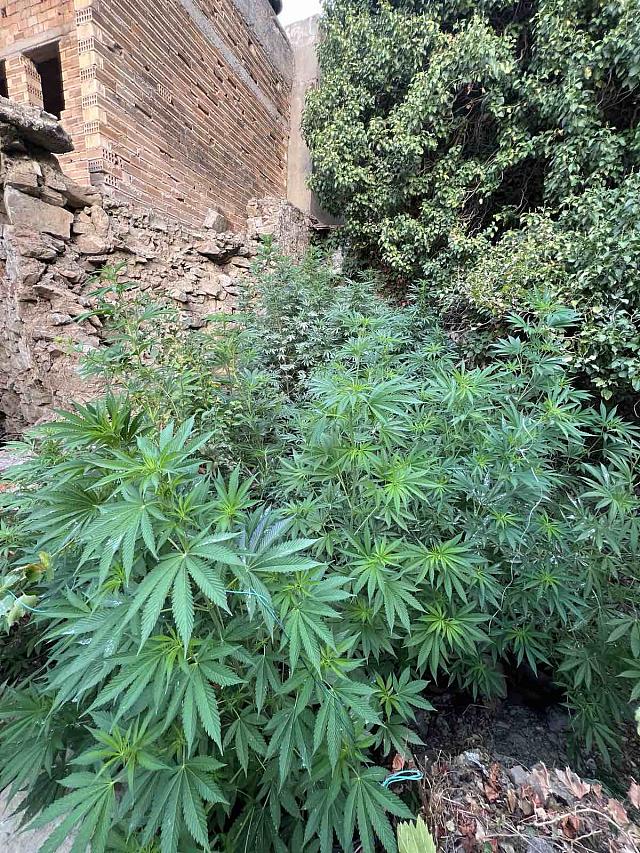 χασισοφυτεία μυλοπόταμος