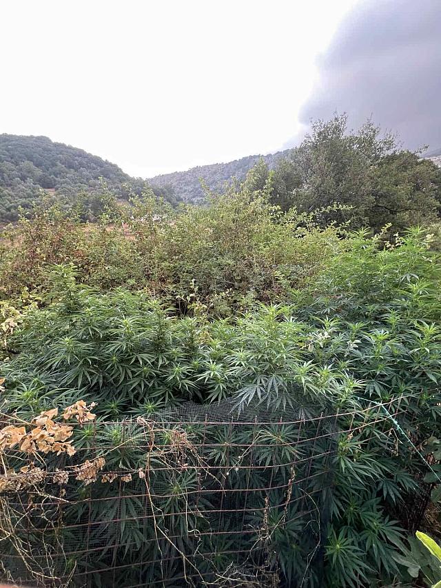 χασισοφυτεία μυλοπόταμος