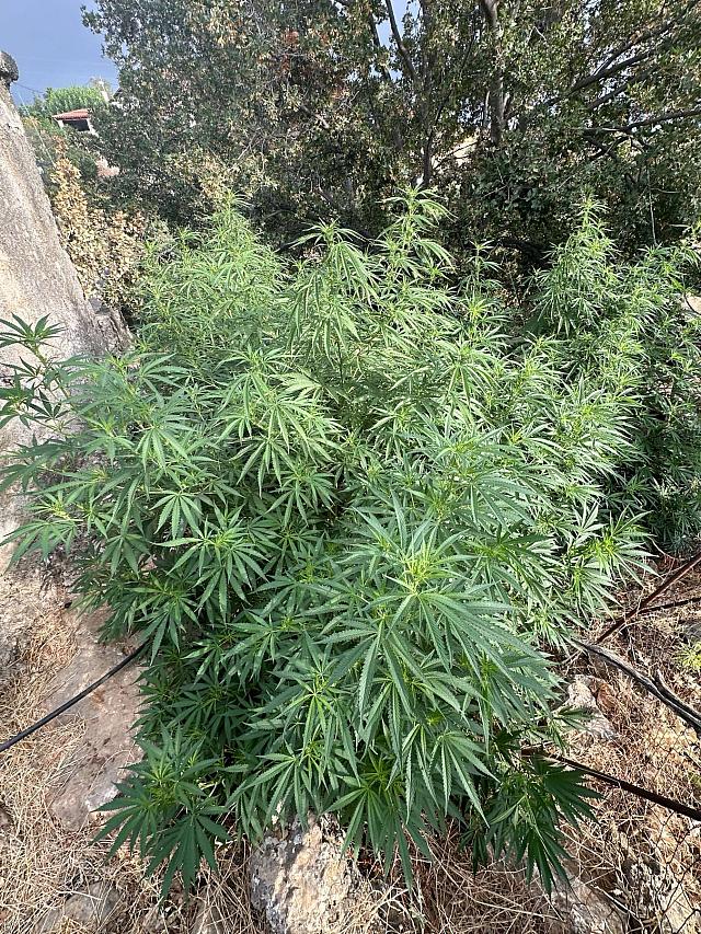 χασισοφυτεία μυλοπόταμος