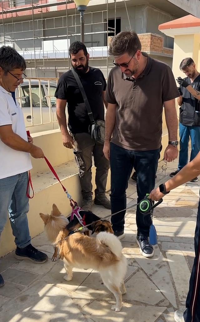 μποκεας αδεσποτα