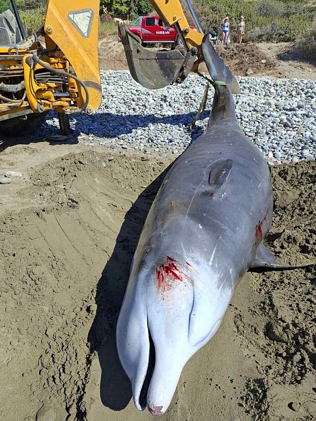 φαλαινα βιαννος