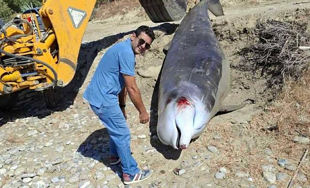 νεκρη φάλαινα