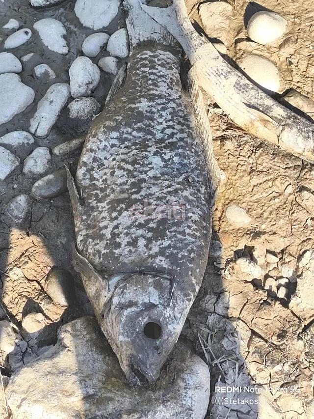 νεκρα ψαρια αναποδαρης