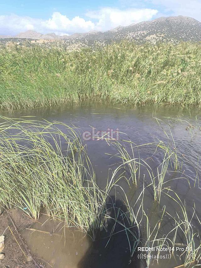 νεκρα ψαρια αναποδαρης