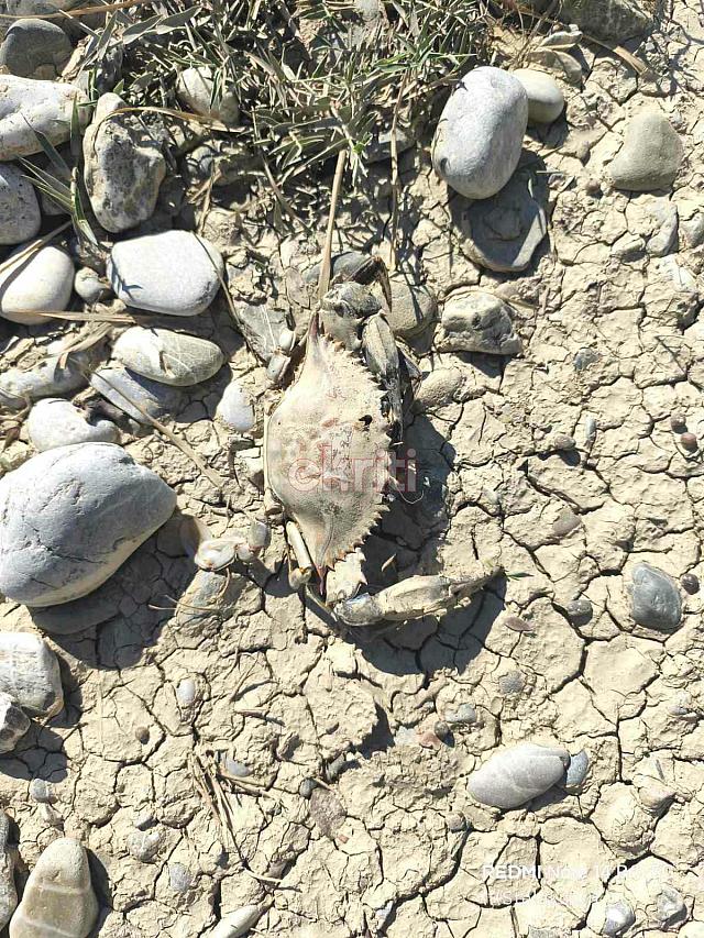 νεκρα ψαρια αναποδαρης