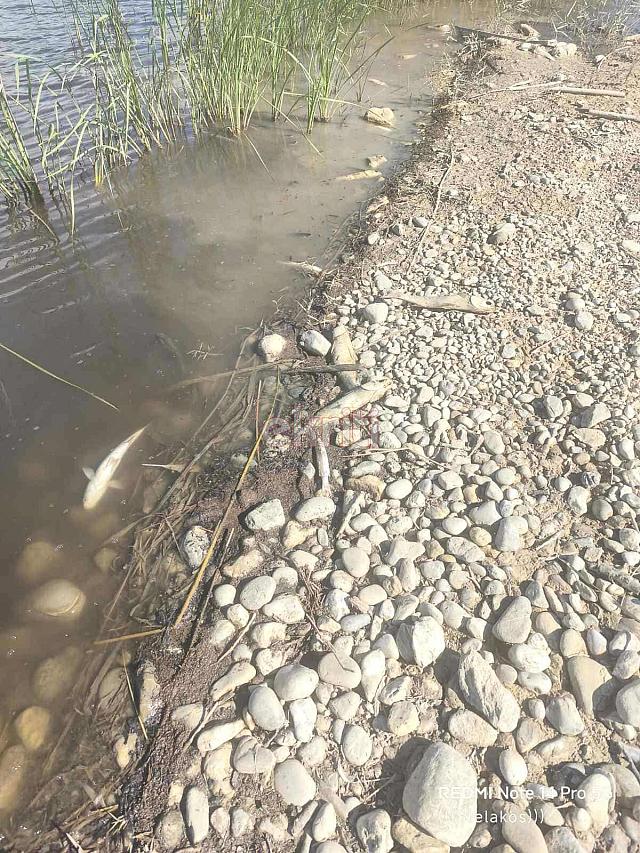 νεκρα ψαρια αναποδαρης