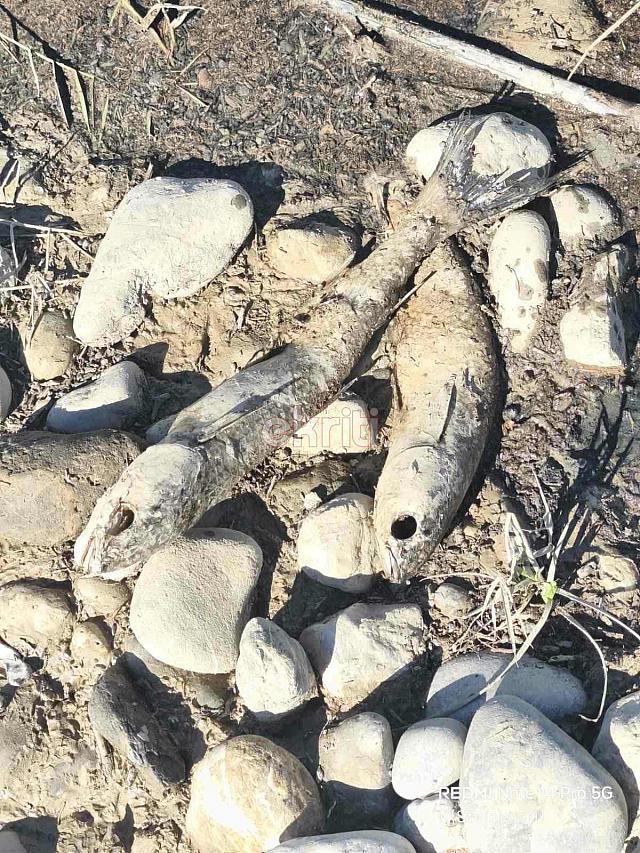 νεκρα ψαρια αναποδαρης