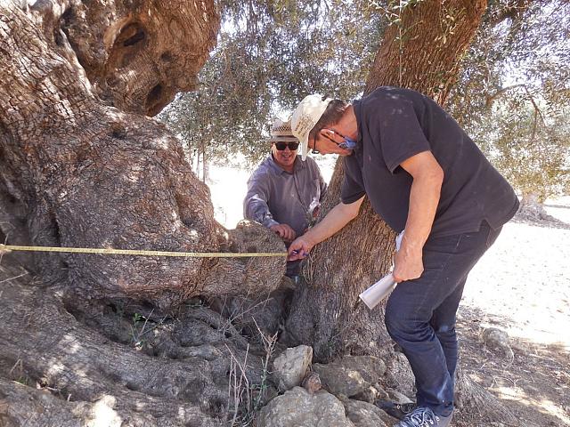 Παπαηλιάκης