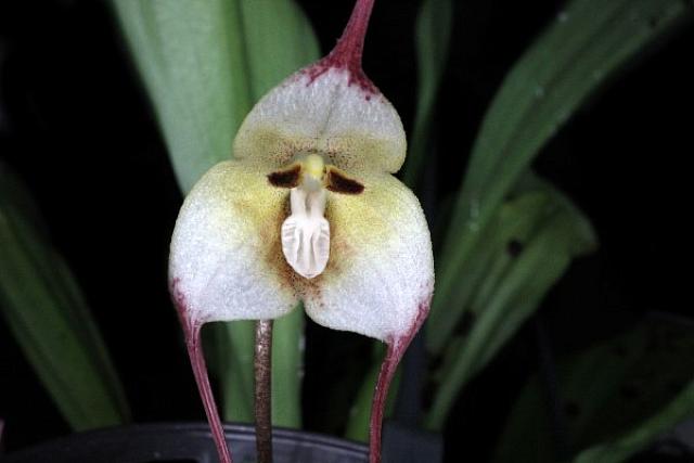 ορχιδέες με πρόσωπο πιθήκου