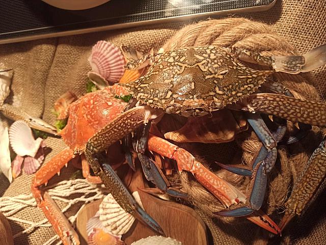 μπλε καβούρι ελούντα