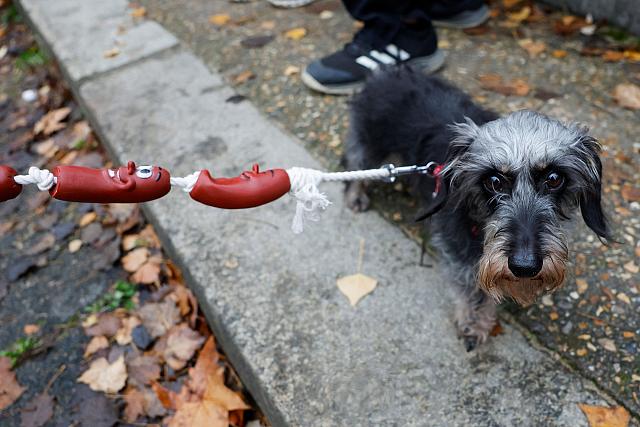 σκύλος, λουκάνικο