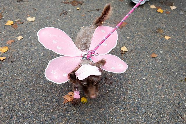 σκύλος, λουκάνικο