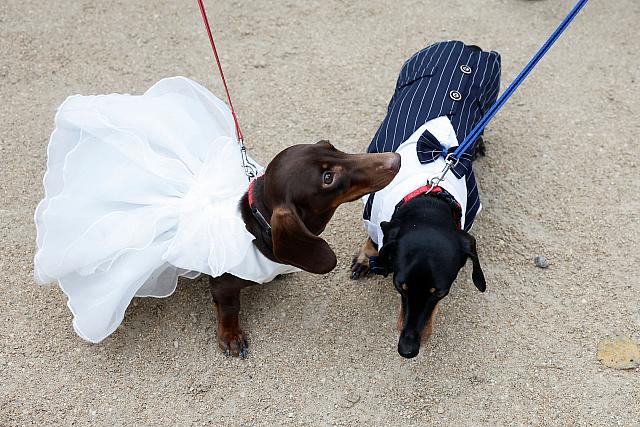σκύλος, λουκάνικο