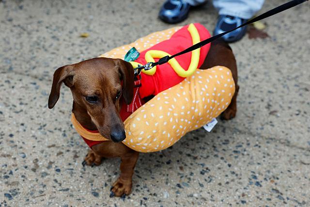σκύλος, λουκάνικο