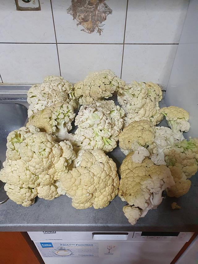 κουνουπιδι γιγας γρεβενα