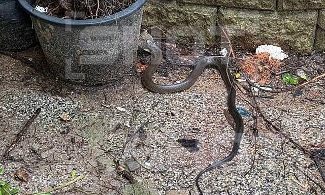 βασιλικη κομπρα