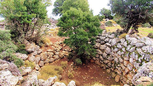 δασος κρουστας