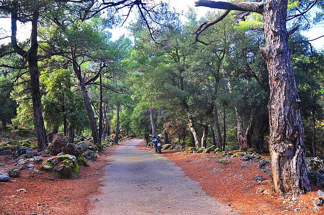 δασος κρουστας