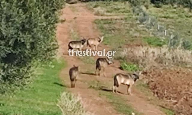 ΛΎΚΟΙ χαλκιδική