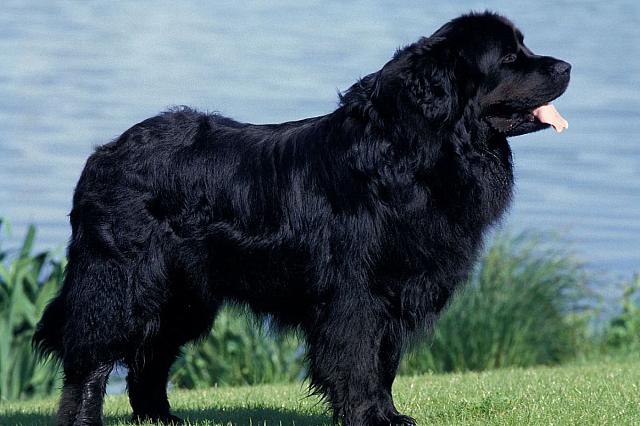 Σκύλος Νέας Γης