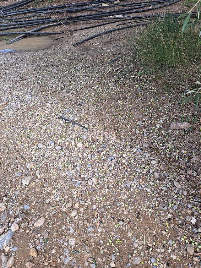 ελαιοκαλλιέργεια - χαλάζι 