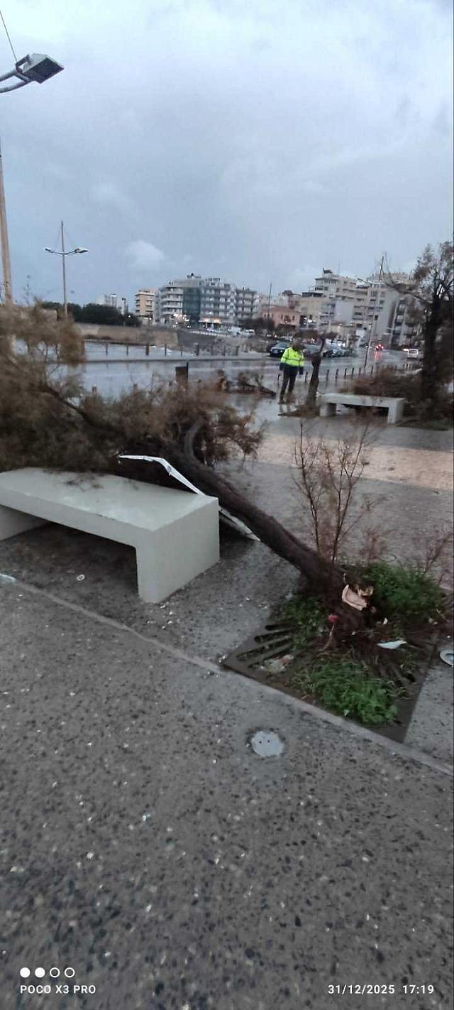 πτωσεις δεντρων