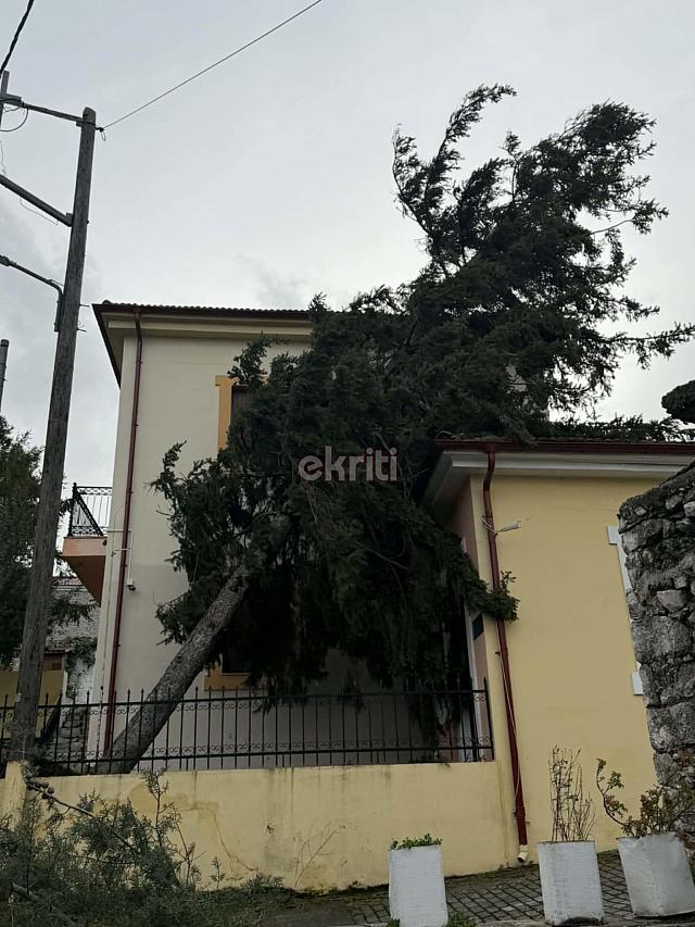 δεντρο λασιθι αέρας