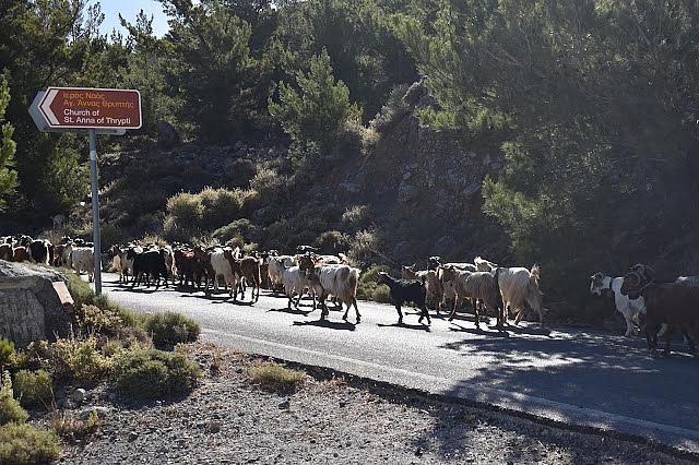 ΑΓΙΑ ΑΝΝΑ ΚΑΤΣΙΚΙΑ