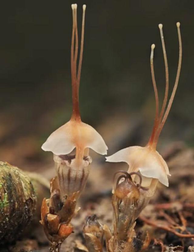 φανάρι νεράιδας