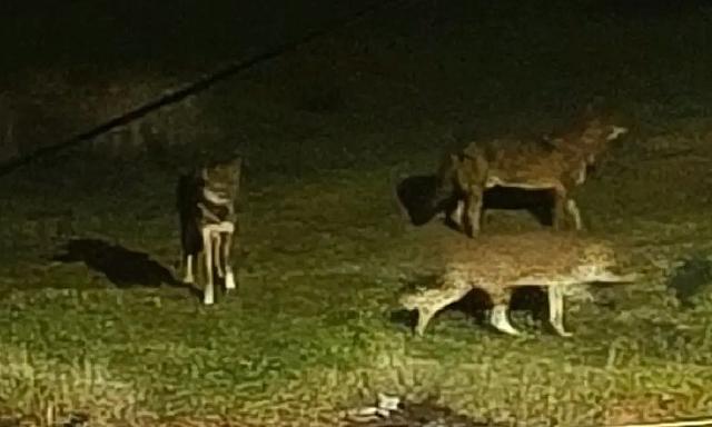 Λύκοι Πανόραμα