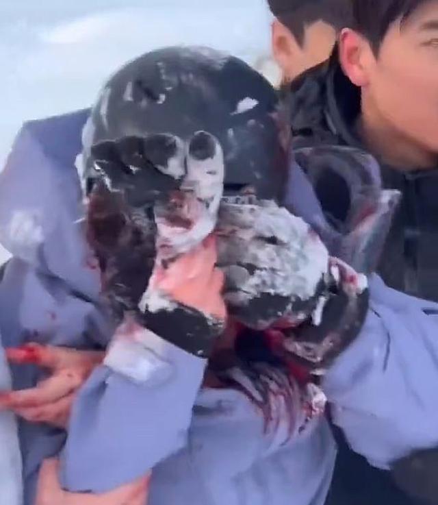 λεοπάρδαλη, φωτογραφία