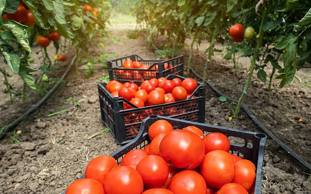 θερμοκήπιο (φωτογραφία από create.vista.com)